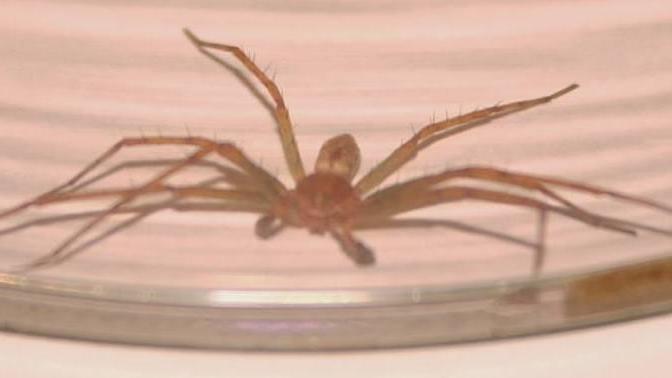 Lido Nazioni, morsa dal ragno violino finisce all’ospedale