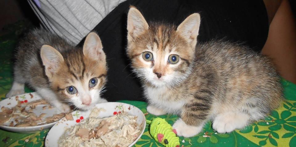 Rino e Duchessa, due dei gattini in cerca di adozione all'Oipa