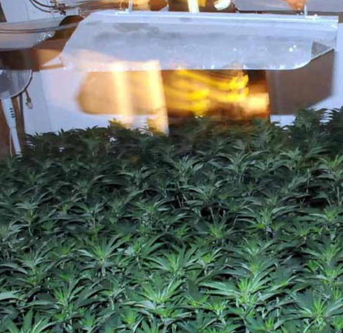 Coltiva in casa l’”erba”, arrestato