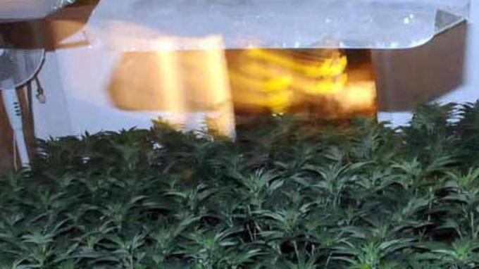 Coltiva in casa l’”erba”, arrestato