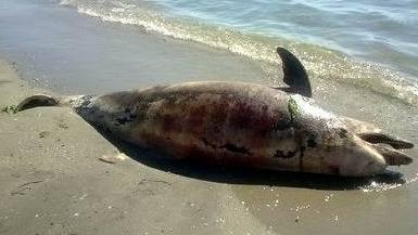 Un esemplare di delfino e quattro tartarughe morti