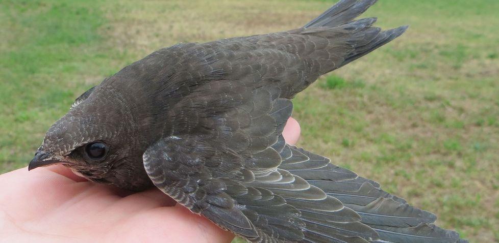 Lipu libera rondoni caduti dal nido