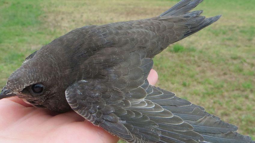 Lipu libera rondoni caduti dal nido