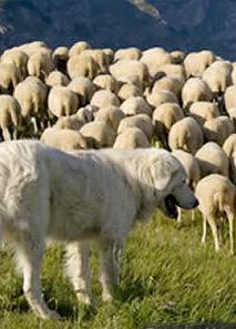 Progetto Medwolf: in aumento le richieste per recinti e cani da guardia