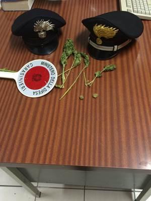 La marijuana sequestrata