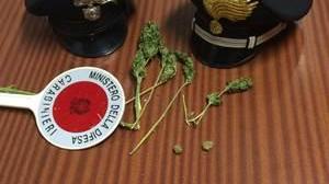 La marijuana sequestrata