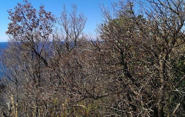 Isola d’Elba infestata dalla limantria 