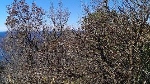 Isola d’Elba infestata dalla limantria