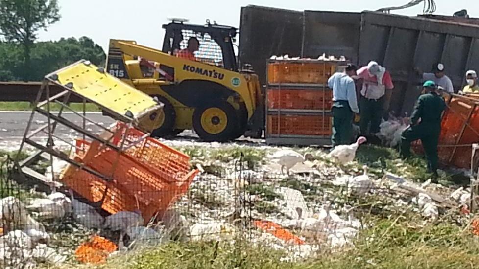 Si rovescia un tir che trasporta tacchini, autostrada in tilt