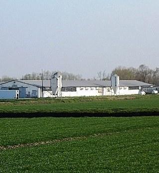 Dubbi sull’acqua utilizzata controllate 54mila galline 