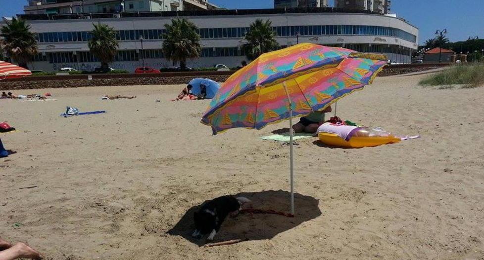 Cani in spiaggia, la novità causa litigi e malumori 