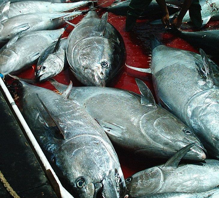 Tonno rosso senza documenti, multati coop e ingrosso 
