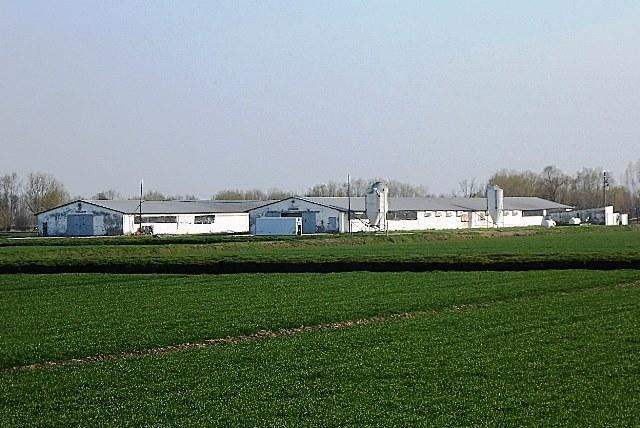 Codigoro, analisi sulle galline. L'allevamento sotto sequestro