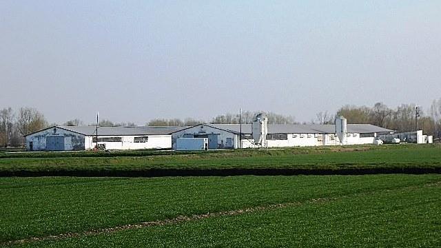 Codigoro, analisi sulle galline. L'allevamento sotto sequestro