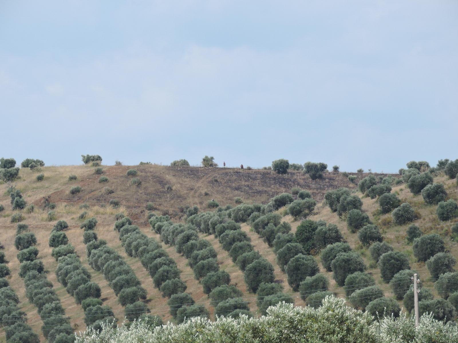 Un tratto dell'oliveta attaccata dal fuoco a Capalbio (foto Enzo Russo)