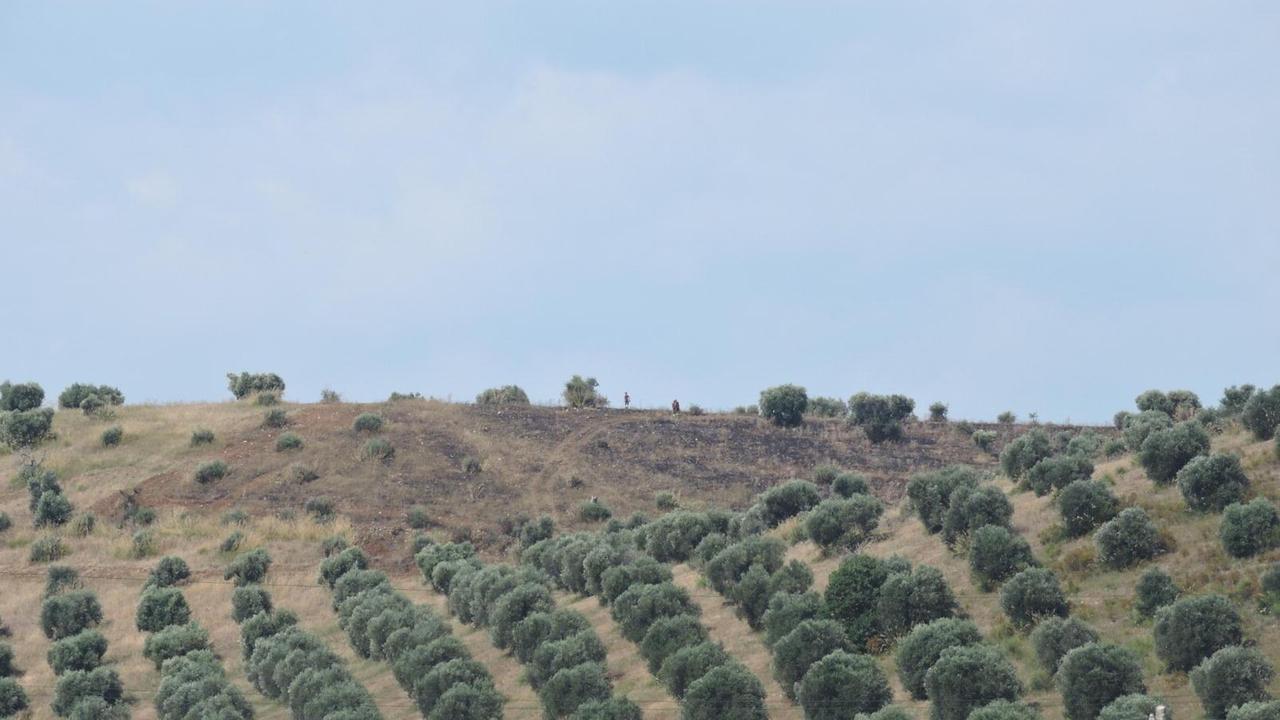 Un tratto dell'oliveta attaccata dal fuoco a Capalbio (foto Enzo Russo)
