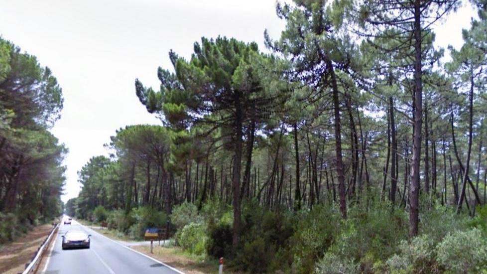 Il tratto di pineta a Punta Ala dove è vietato parcheggiare