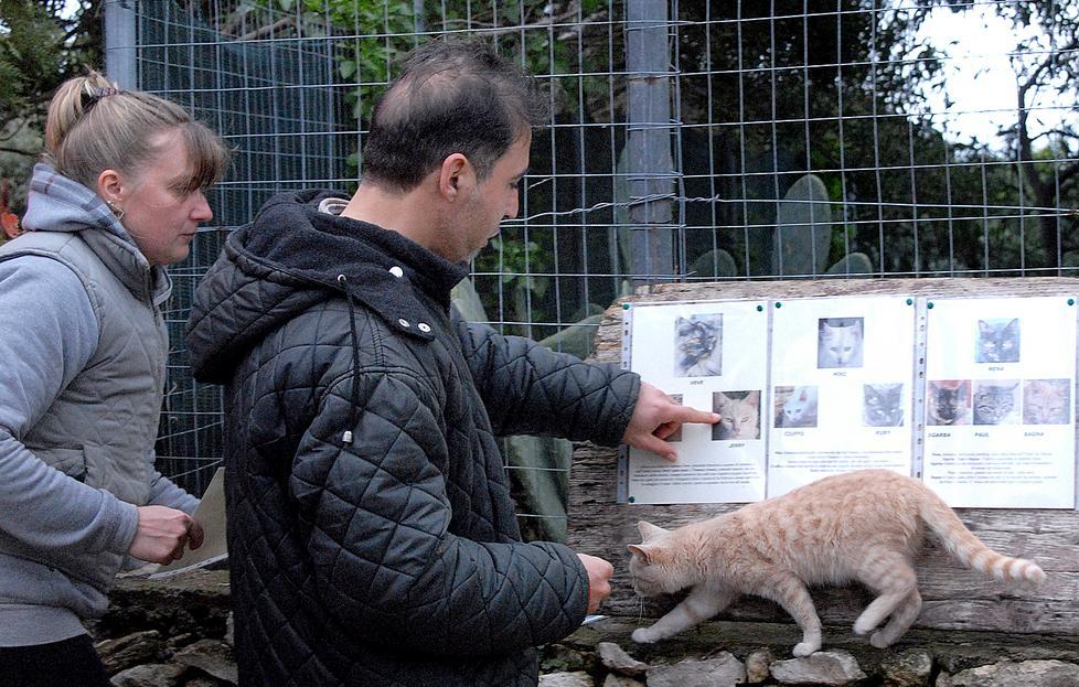 Su Pallosu accoglie i turisti e prepara la sua Estate felina