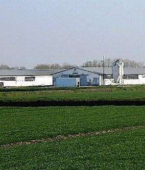 Ore decisive per le analisi sulle 54mila galline 