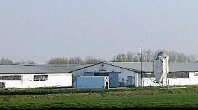 Ore decisive per le analisi sulle 54mila galline