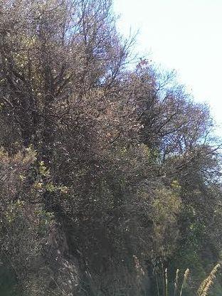 Limantria, De Santi preoccupato 