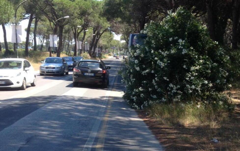 Pista ciclabile invasa dalle piante 