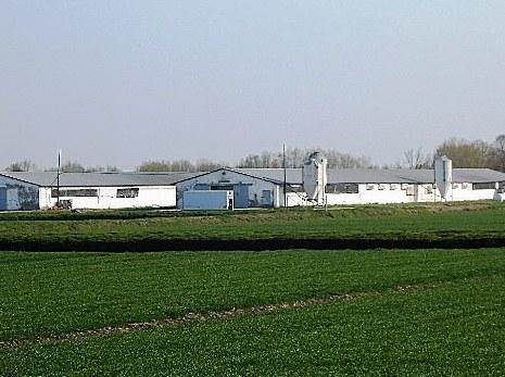 Codigoro, sotto sequestro l’allevamento Magoghe 