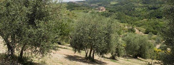 Guerra alla mosca per salvare l’olio 