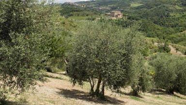 Guerra alla mosca per salvare l’olio