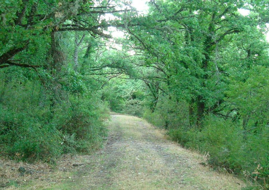 Sabato la passeggiata al chiaro di luna lungo i sentieri di Monte Rasu