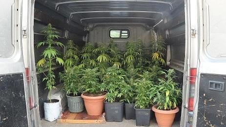 Marijuana a Predas Arbas arrestato un disoccupato