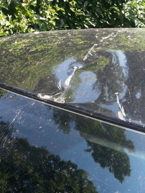 Ramo cade su un’automobile: gravi danni alla carrozzeria 