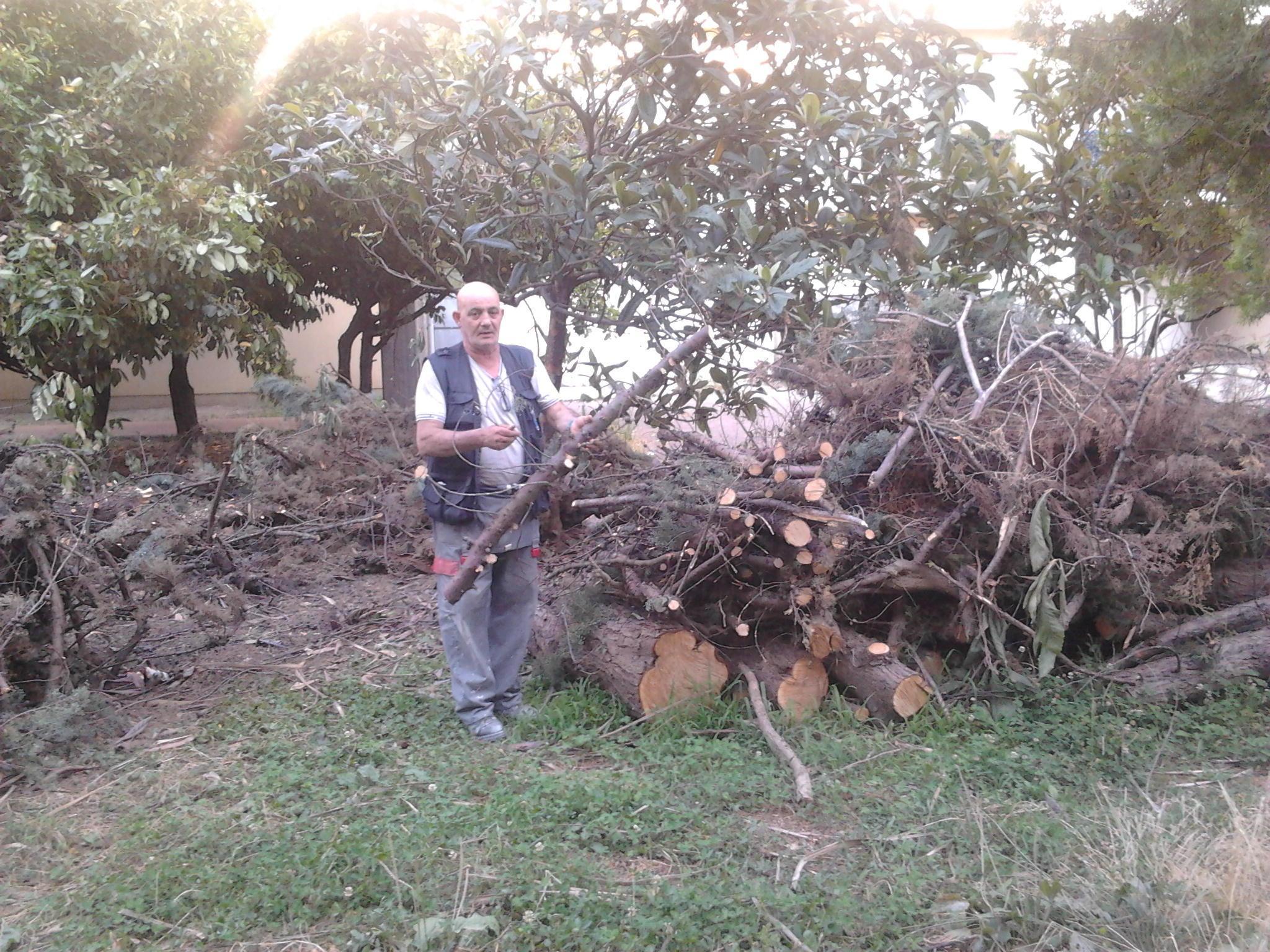 Un residente mostra i rami e i tronchi accatastati nel giardino delle Fornaci