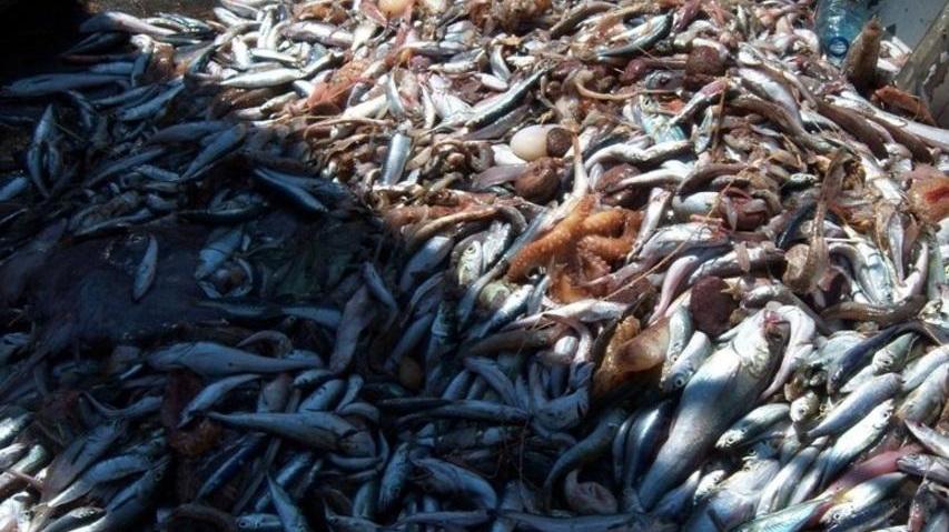 La capitaneria sequestra 500 chili di pesce fresco