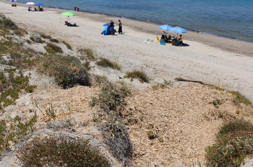 Platamona, dune ricoperte di canne sbriciolate 