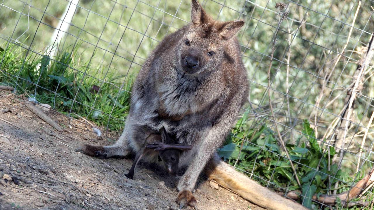 Un canguro ospite della fattoria Barbagia struzzi