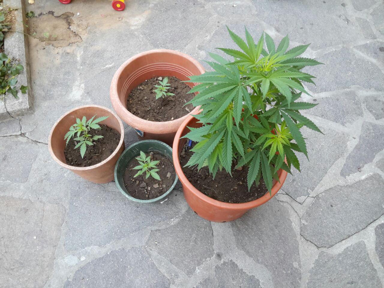 Le piantine di marijuana trovate sotto il letto