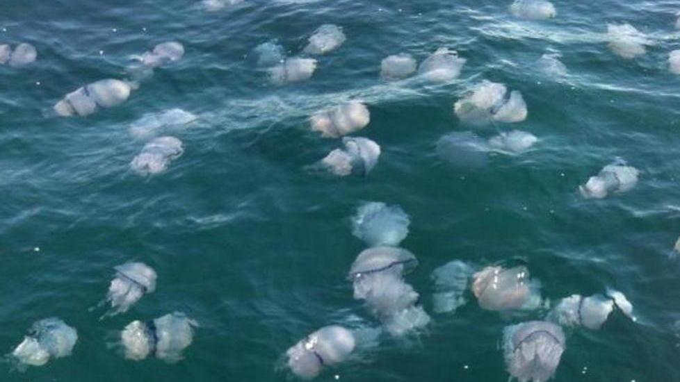 Allarme meduse al largo Decine di segnalazioni