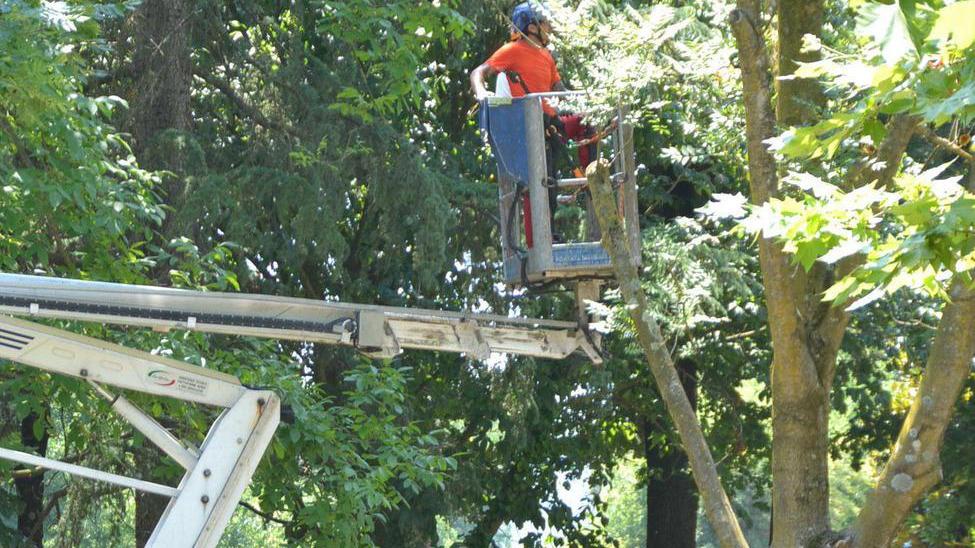 Si potano gli alberi al polo Artemisia
