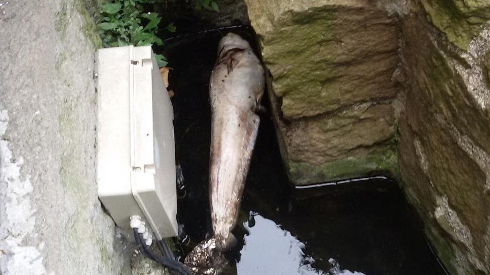 Ferrara, un pesce siluro di un metro nella fontana dedicata al Po