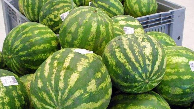 Tentano di rubare angurie, cinque arresti