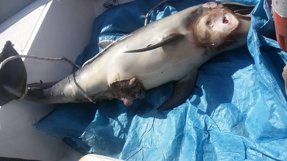 Il delfino spiaggiato alla Bobba