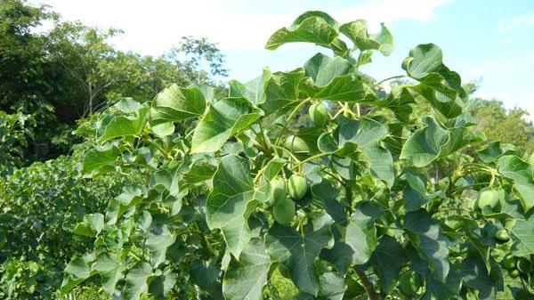 Tre bambini ingeriscono semi velenosi: ecco che cos'è la Jatropha