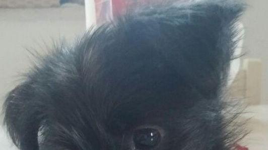 Cagnolina abbandonata sul ciglio della strada