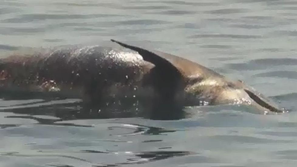 Delfino morto fra Meloria e Boccale