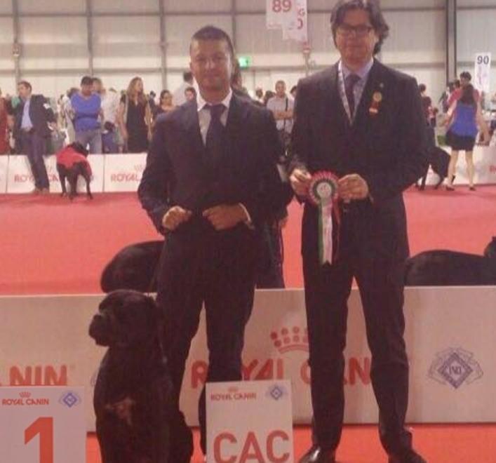 Il cane corso “Diva” primo ai mondiali cinofili di bellezza