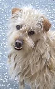 Il calendario dell’anagrafe canina per il mese di luglio