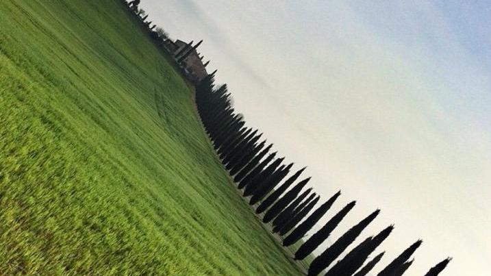 Romantici cipressi