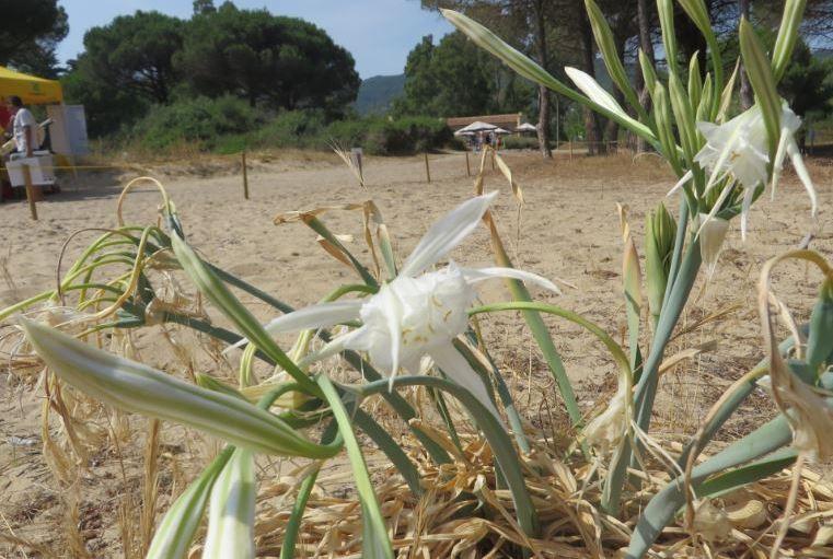 Rinasce il giglio di mare sulle dune di Lacona
