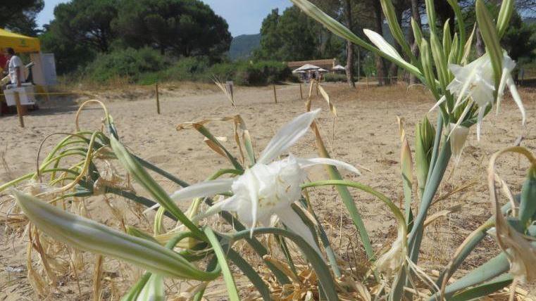 Rinasce il giglio di mare sulle dune di Lacona